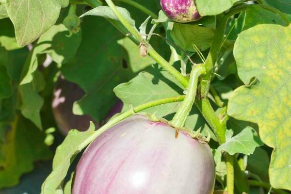 Viral diseases of eggplant: photo, description, treatment