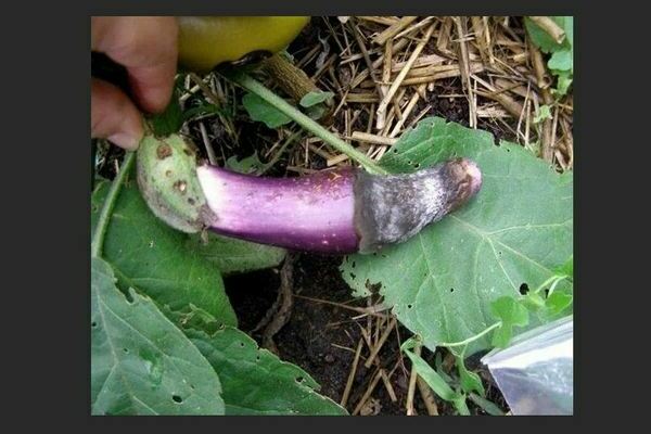 Fungal diseases of eggplant: photo, description, treatment