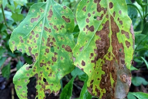 Soppsykdommer hos aubergine: foto, beskrivelse, behandling