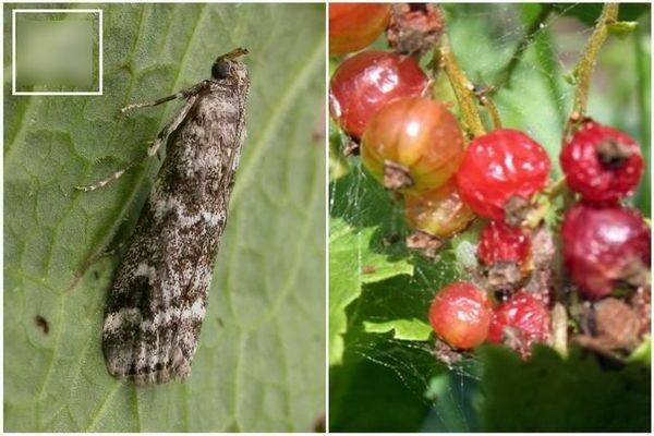 Pests of red currants, the fight against them