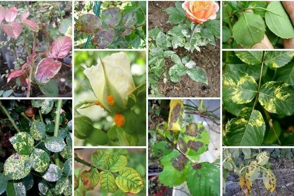 Diseases of roses: an introduction