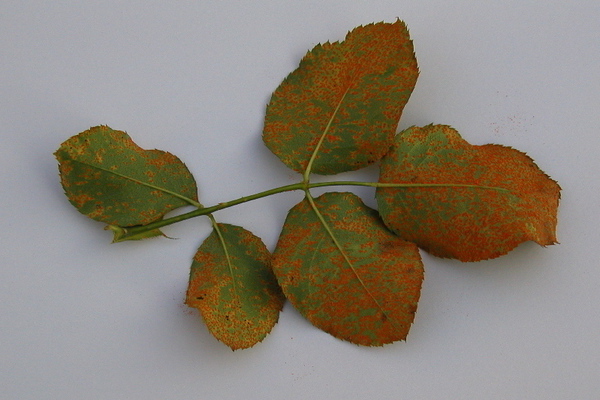 Diseases of roses: description and treatment of rose rust