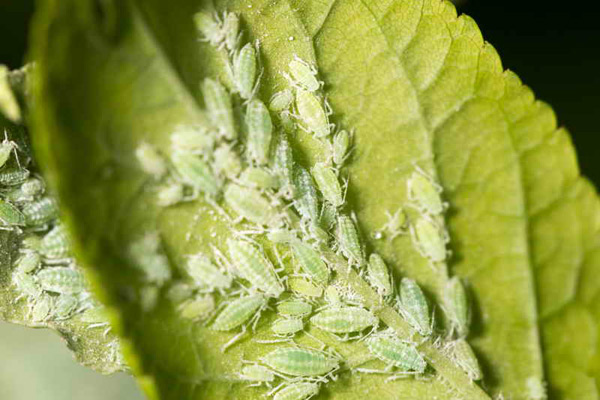 aphid control