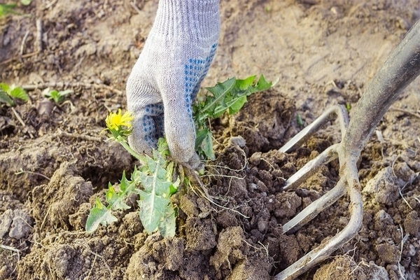 Weed control: traditional methods