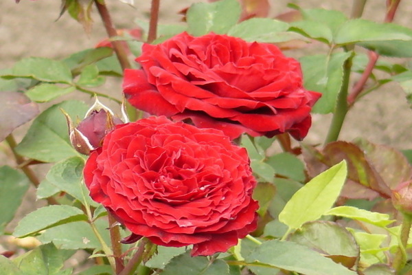 border roses