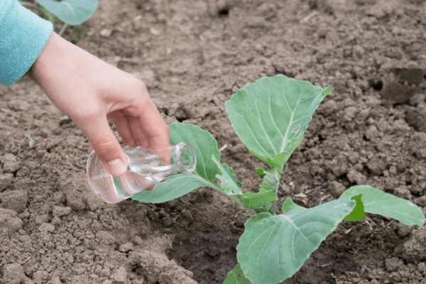 how to feed cabbage seedlings