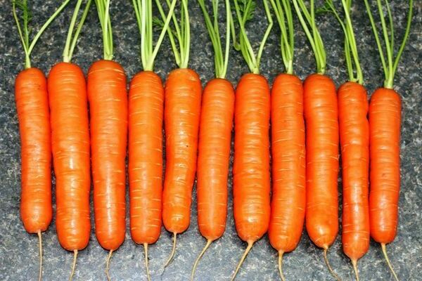 Early varieties of carrots