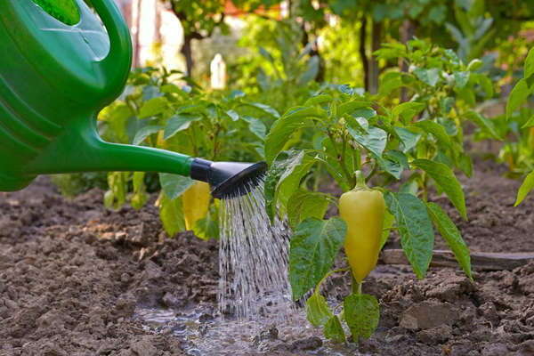 how to feed the pepper after planting in the ground