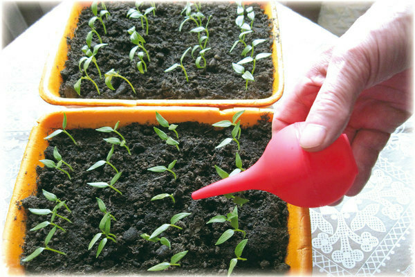 comment nourrir les semis de poivron