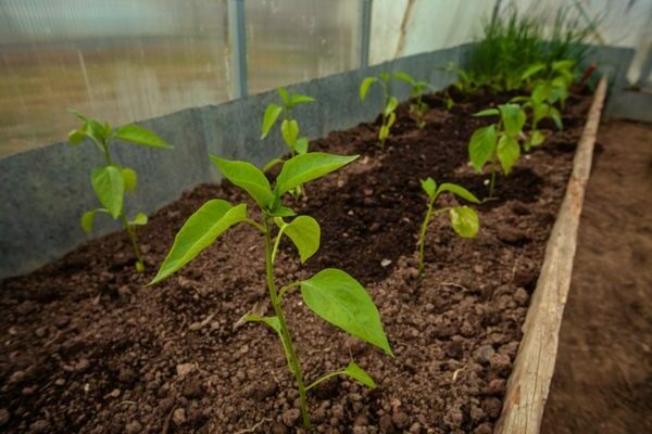 How to feed pepper after planting