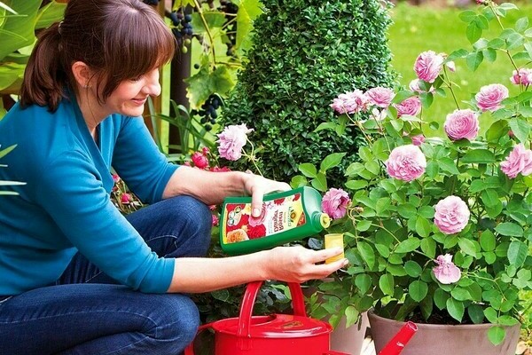 How to feed roses