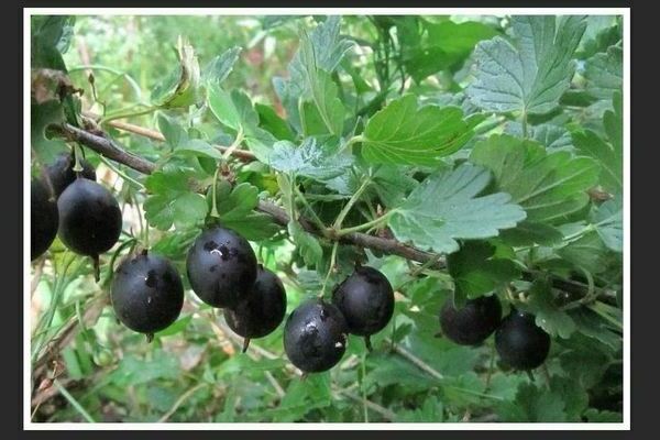 Black gooseberry: photo, basic information