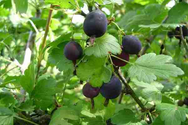 Black gooseberry: distinctive features