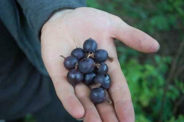 Black gooseberries: varieties, their useful properties