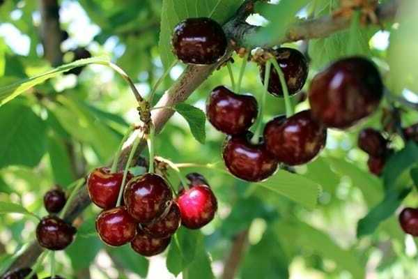 miracle cherry variety description