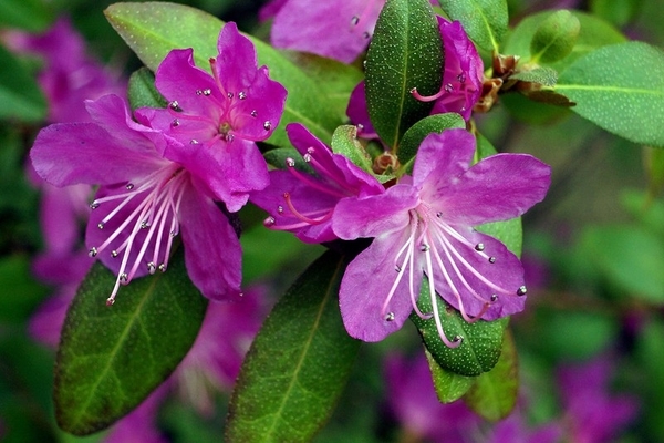 rododendron daurian