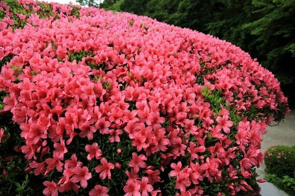 tuin azalea