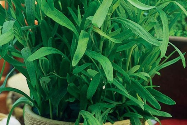 ứng dụng tarragon