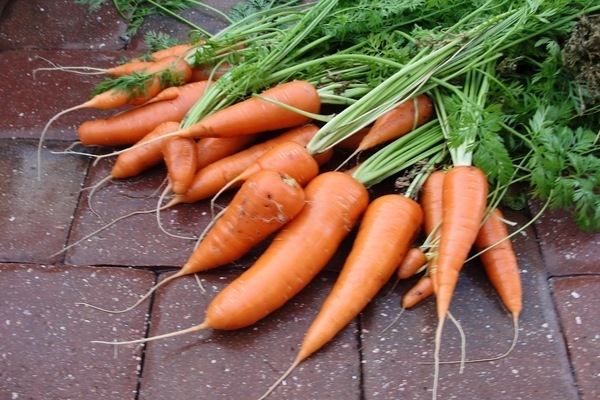 mini carrot