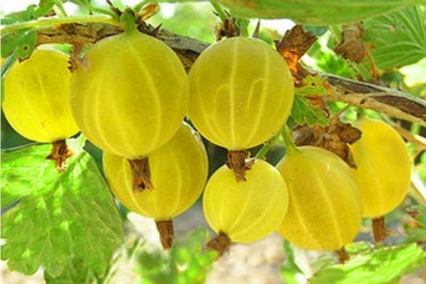 цариградско грозде руско жълто