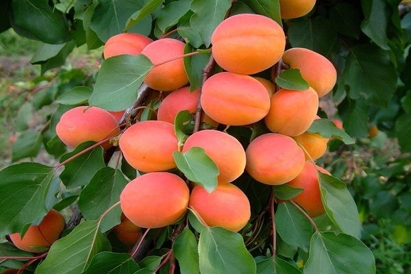 early apricot