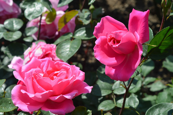 Rosa grandiflora