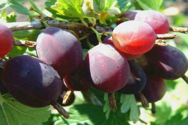 Дата на цариградско грозде
