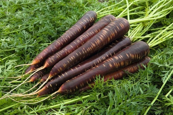 avis sur les carottes violettes
