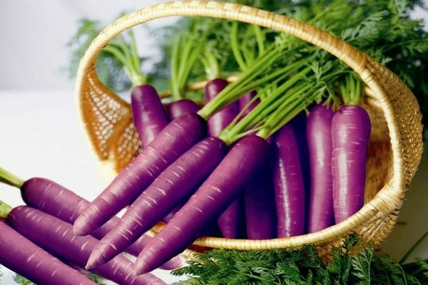 les carottes étaient à l'origine violettes