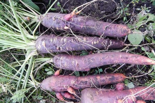carottes violettes