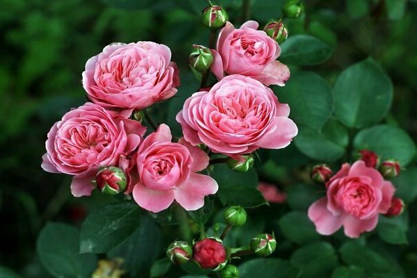 Hoa hồng floribunda