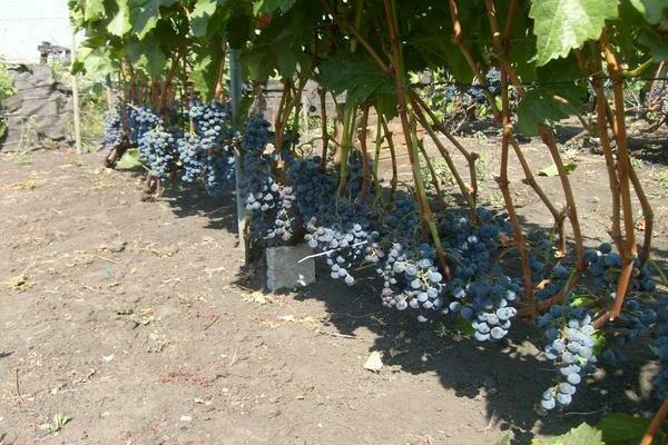 the formation of a vine bush scheme for beginners