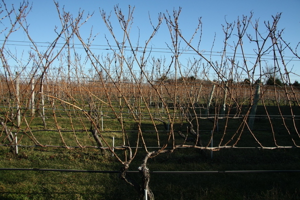 the formation of a vine bush for the first three years