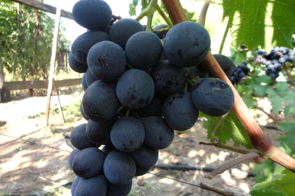  grapes ruslan photo
