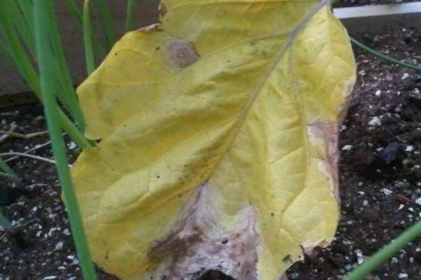 eggplant leaves turn yellow