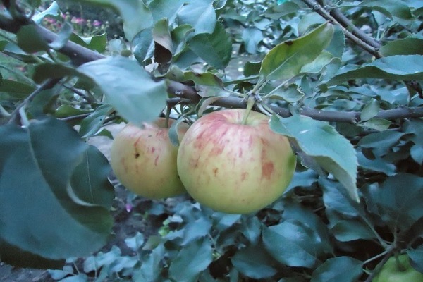 apple tree Medunitsa