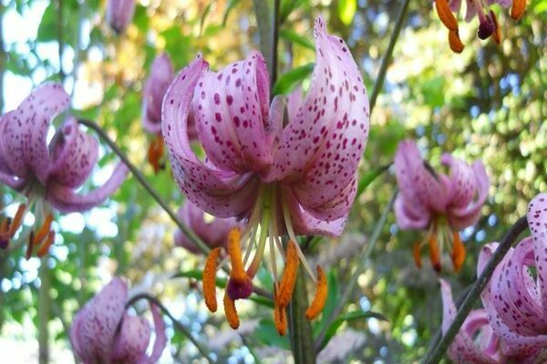 Các loài hoa lily marchagon lai