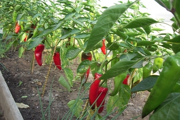 how to plant pepper