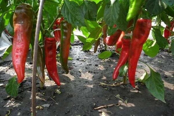 you can plant hot peppers