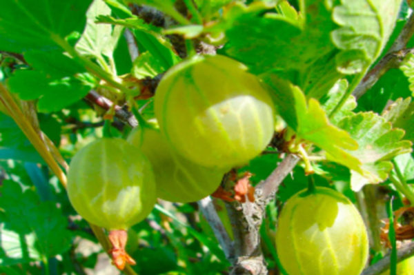 gooseberry variety grossular
