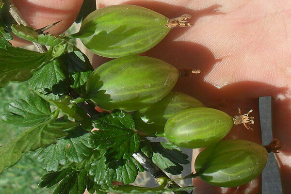 gooseberry grossular na paglalarawan