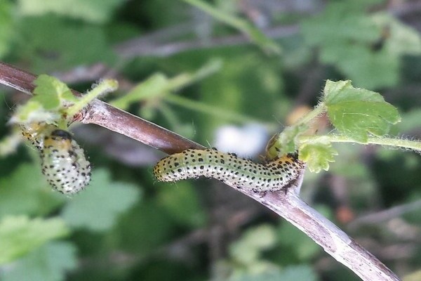 Gooseberry caterpillars