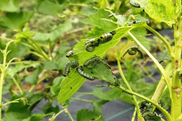 Gooseberry caterpillars