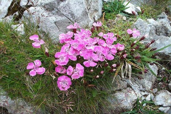 alpine carnation