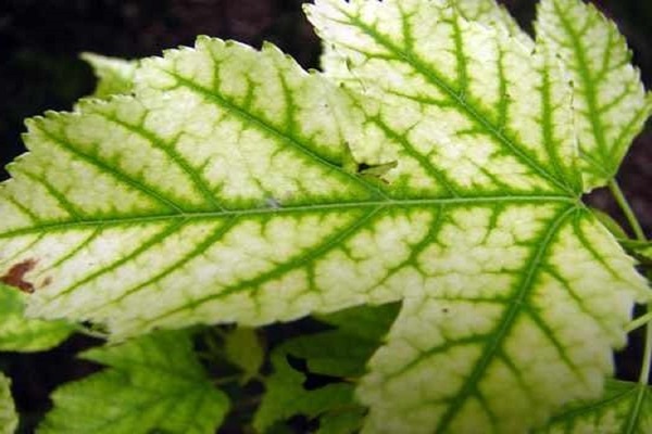 príčiny a liečba chlorózy rastlín