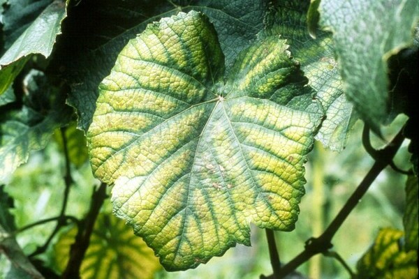 chlorosis in plants how to treat