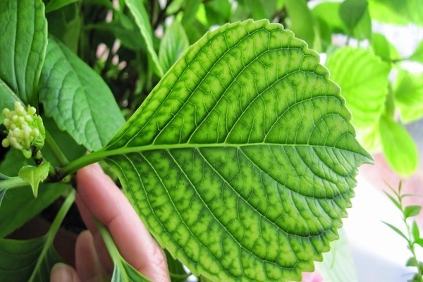 plant chlorosis causes and treatment photos