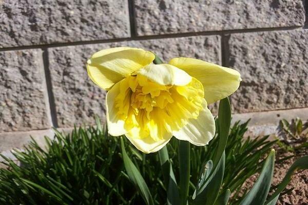 daffodil ice king