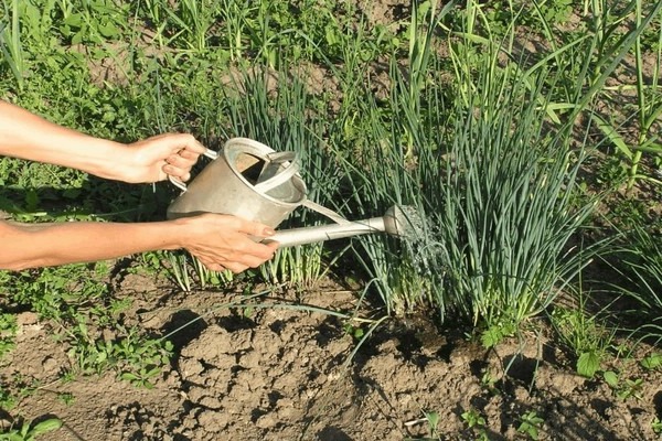 fertilizer for onions