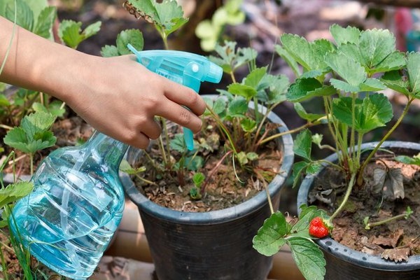 Fertilizers for strawberries